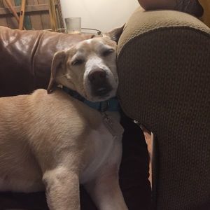 Meet your Posher, Bailey